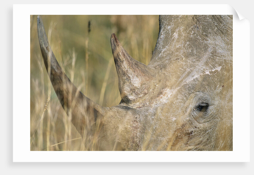 White Rhinoceros by Anonymous