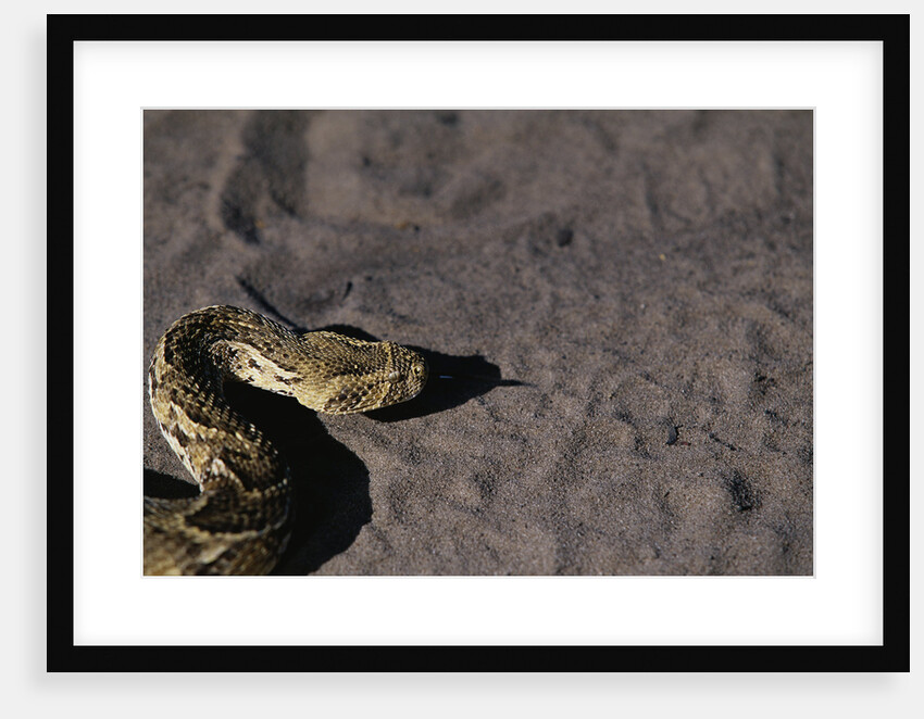 Puff Adder on Sand by Anonymous