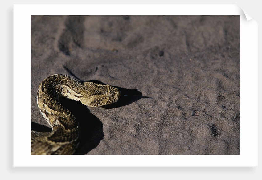 Puff Adder on Sand by Anonymous