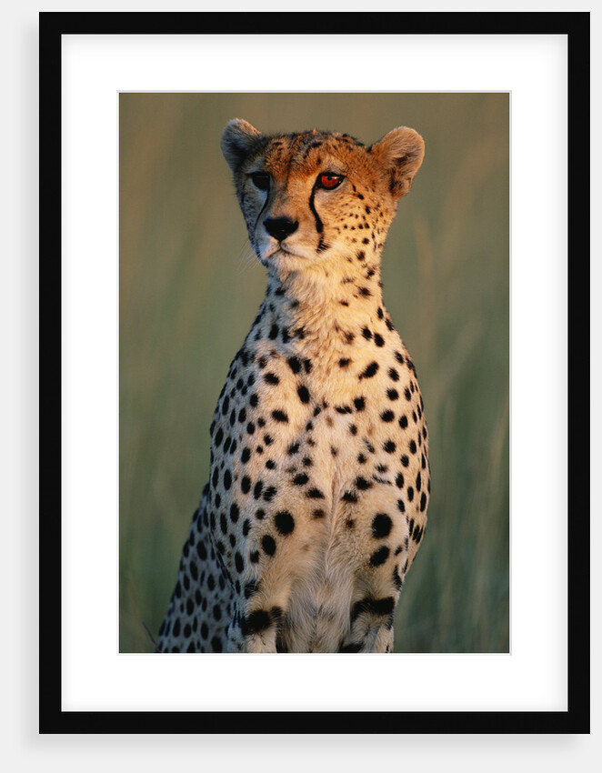 Cheetah Sitting in Grass by Anonymous