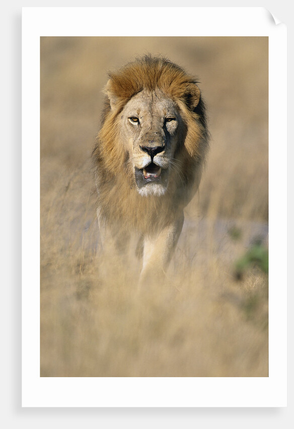 Male Lion Walking Through Grass by Anonymous