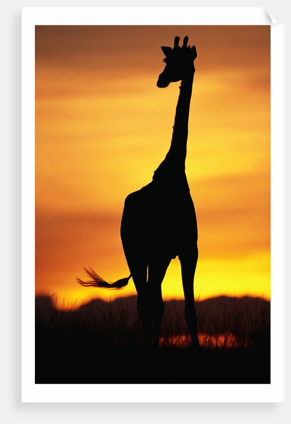 Giraffe Silhouetted at Sunset by Anonymous
