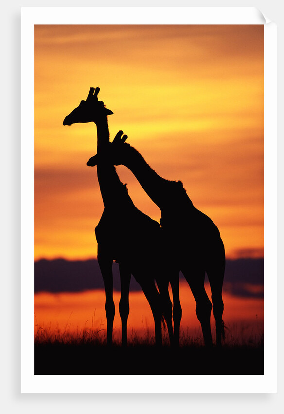 Giraffes Silhouettes at Sunset by Anonymous