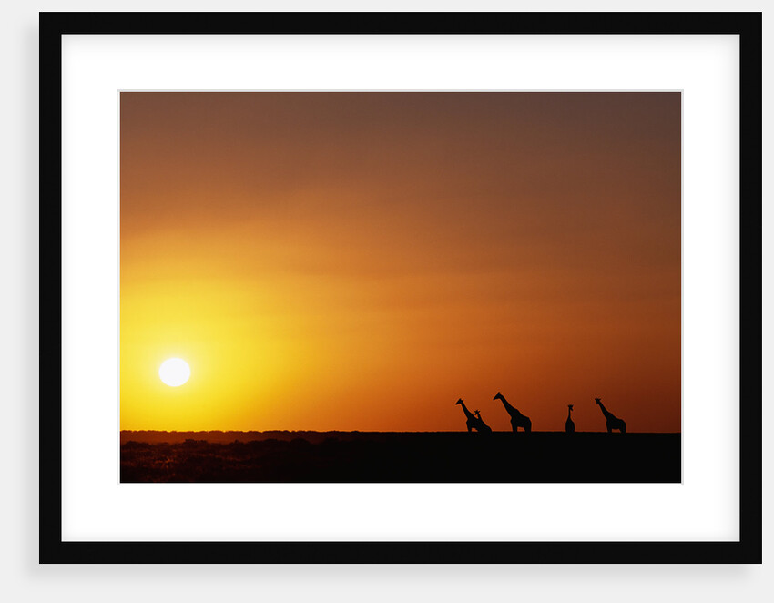 Giraffe Herd at Sunset by Anonymous