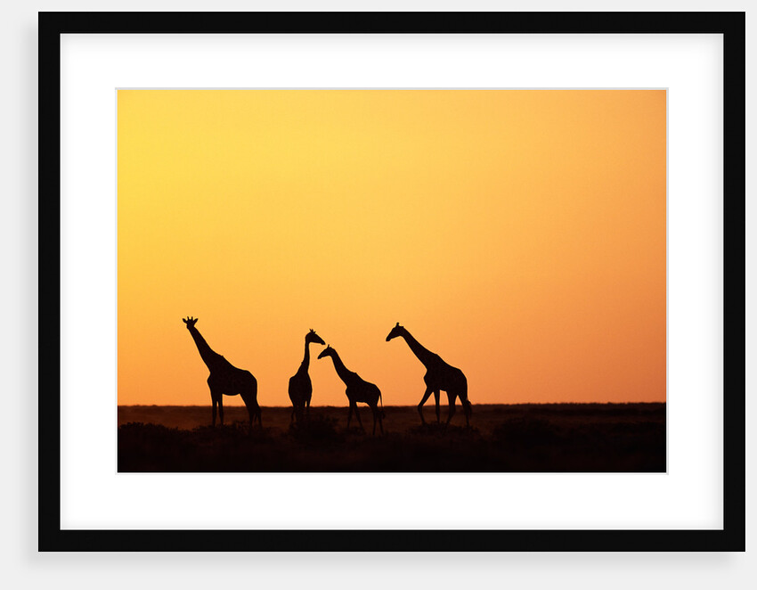 Giraffe Herd at Sunset by Anonymous