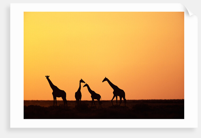 Giraffe Herd at Sunset by Anonymous