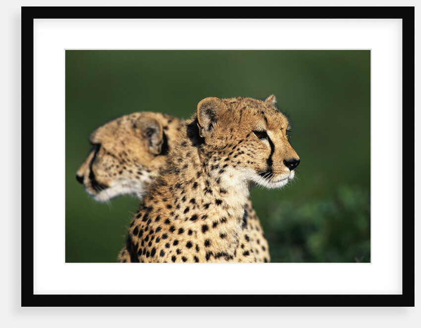 Two Cheetahs by Anonymous