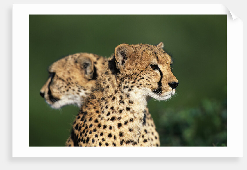 Two Cheetahs by Anonymous