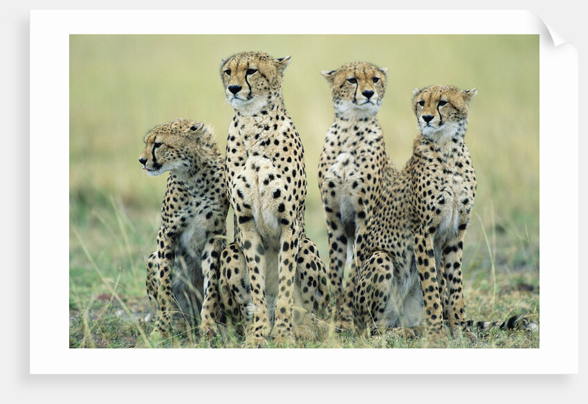 Four Cheetahs by Anonymous