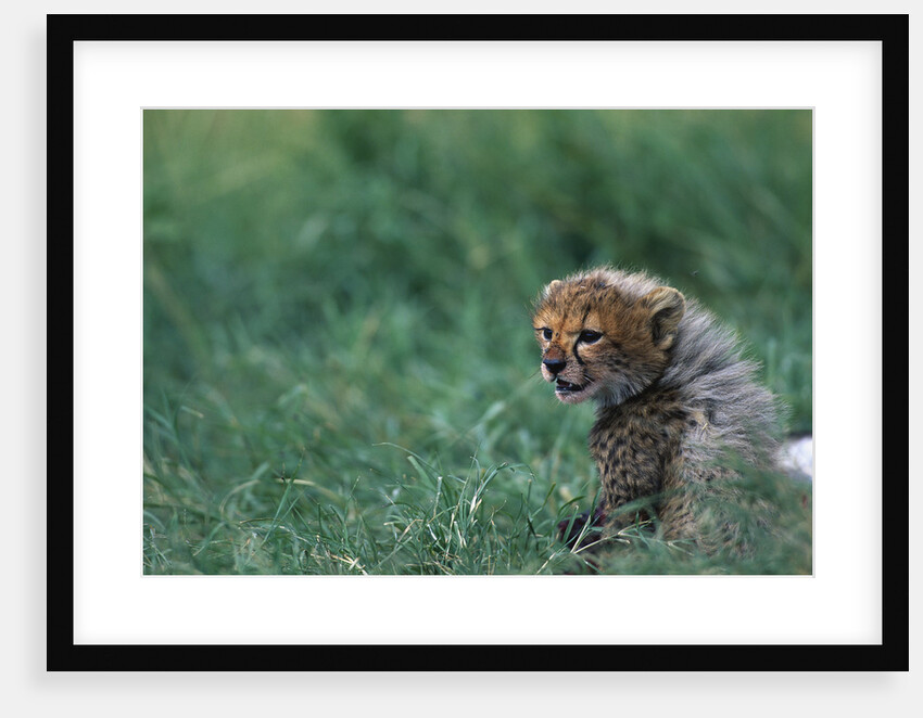 Cheetah Cub Lying in Grass by Anonymous