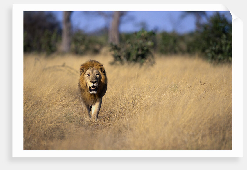 Lion Walking Through Grass by Anonymous