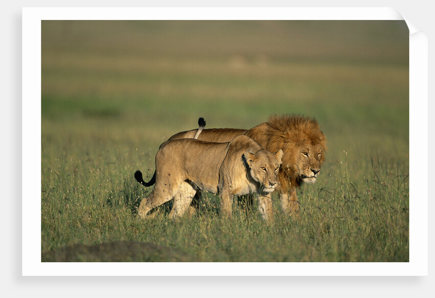 Male and Female Lion in Grass by Anonymous