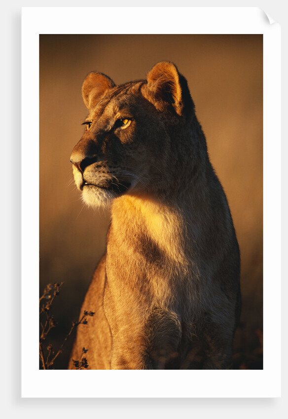 Female Lion by Anonymous