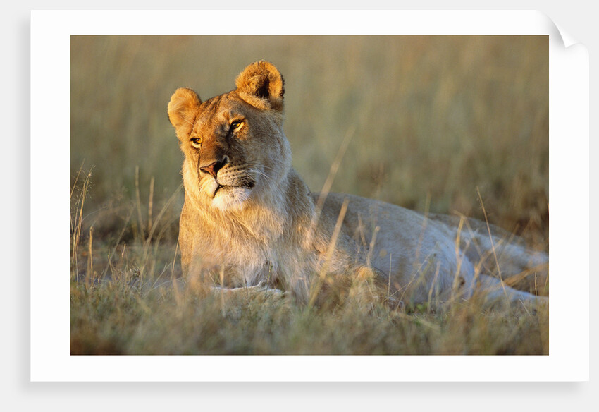 Female Lion Resting by Anonymous