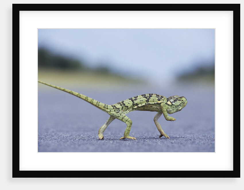 Flap-Necked Chameleon Runs Across a Road by Anonymous