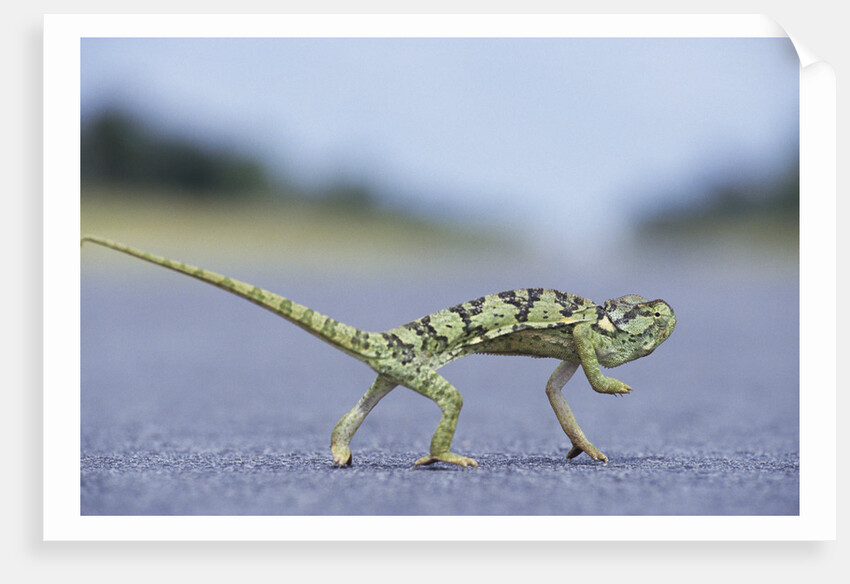 Flap-Necked Chameleon Runs Across a Road by Anonymous