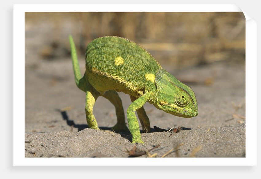 Flap-Necked Chameleon by Anonymous