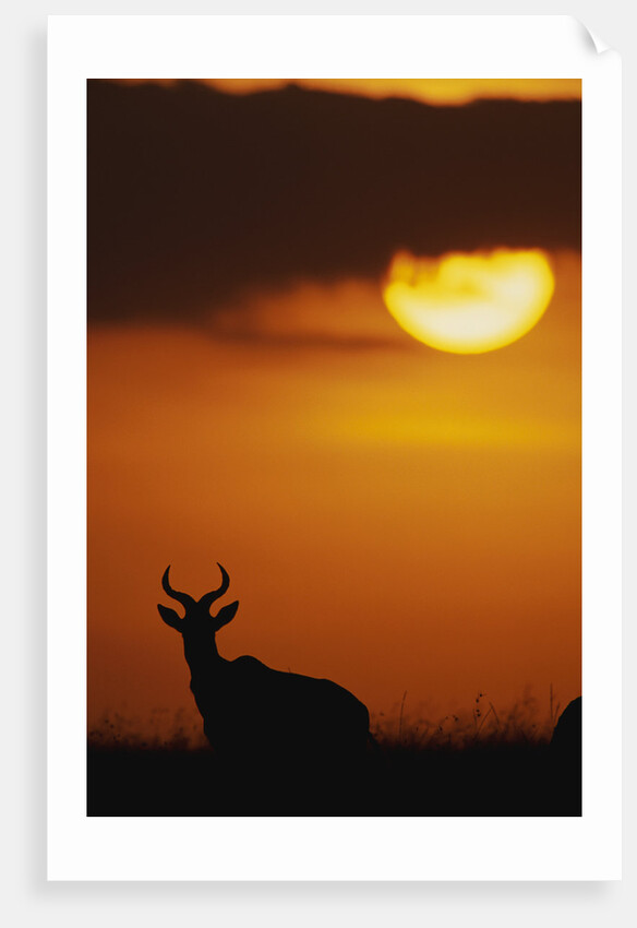 Topi Antelope Silhouette at Sunrise by Anonymous