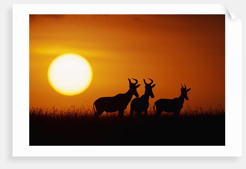 Topi Antelope Silhouettes at Sunrise by Anonymous