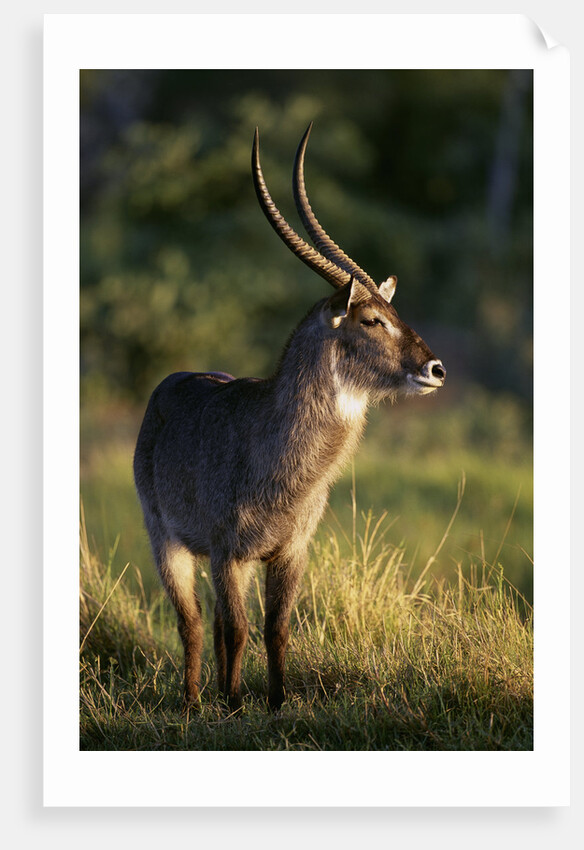Waterbuck Standing in Grass by Anonymous