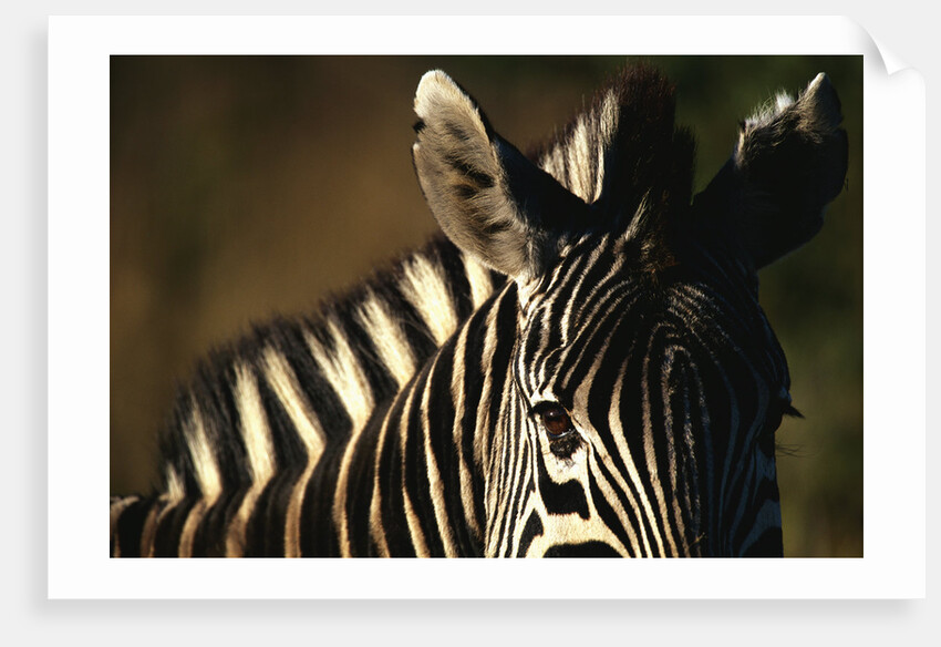 Close-up of Plains Zebra by Anonymous