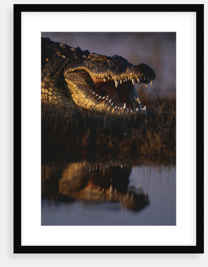 Nile Crocodile with Open Mouth by Anonymous