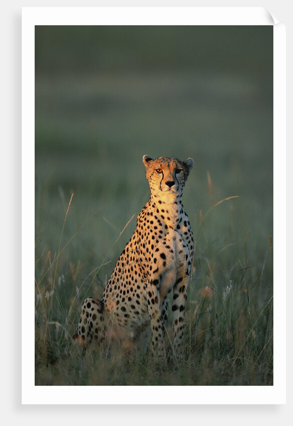 Cheetah Sitting in Grass by Anonymous