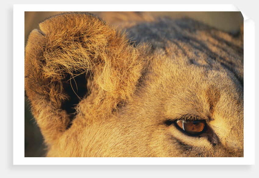 Close-up of Lion's Ear by Anonymous