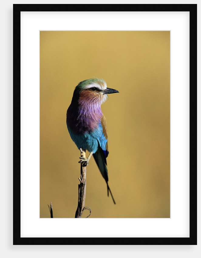 Lilac-Breasted Roller Perched on a Branch by Anonymous