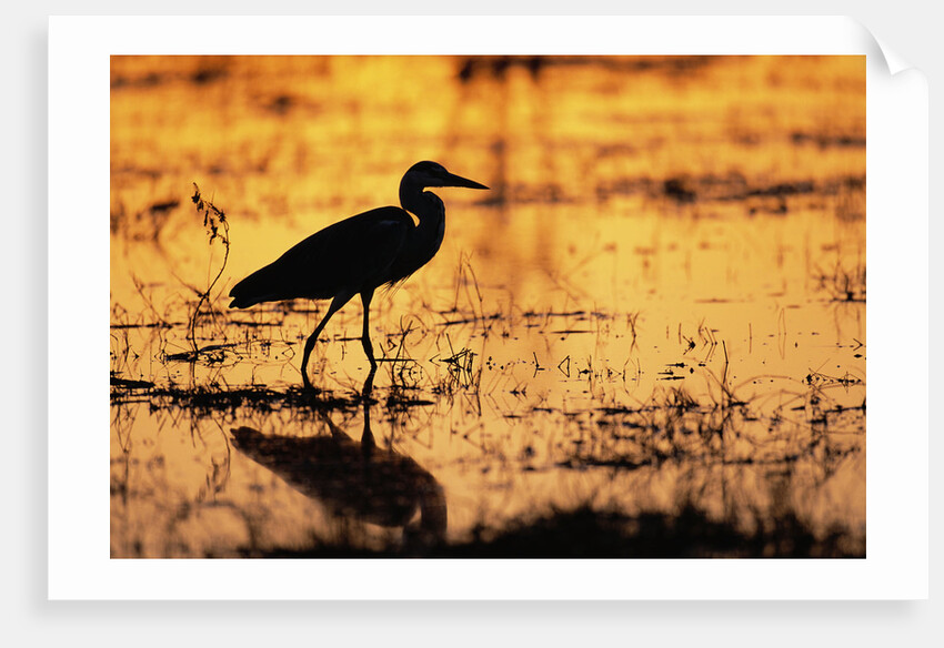 Egret Wading Through the Khwai River by Anonymous
