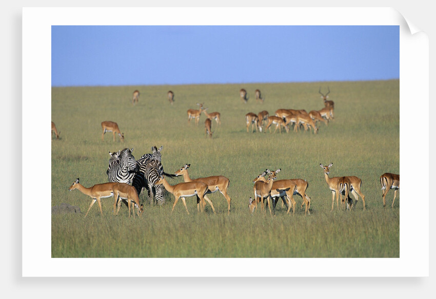 Herd of Impalas and Plains Zebras by Anonymous