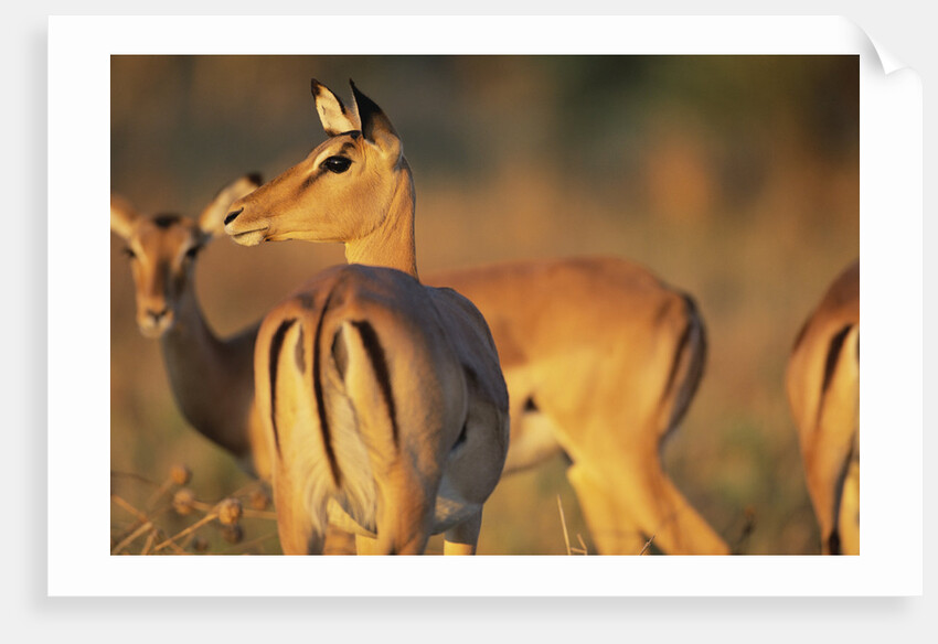 Impala Herd by Anonymous