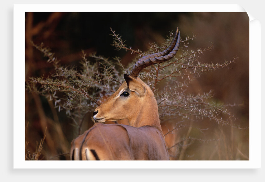 Alert Male Impala by Anonymous