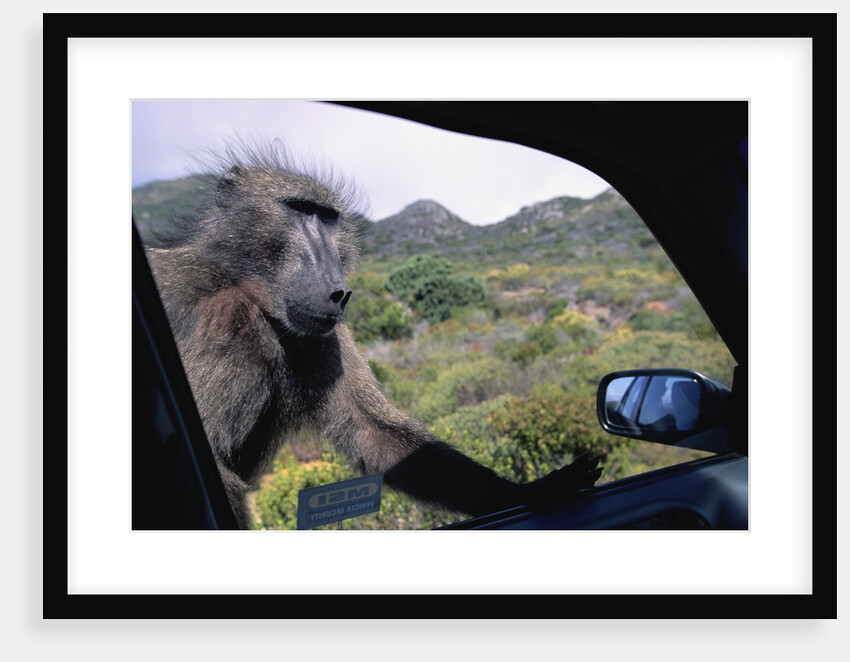 Curious Savannah Baboon by Anonymous