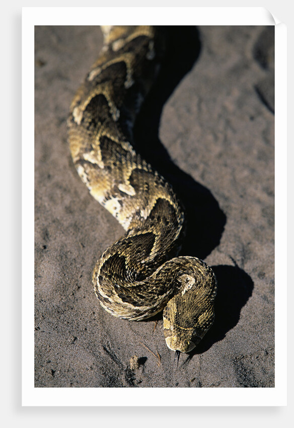Puff Adder Snake by Anonymous