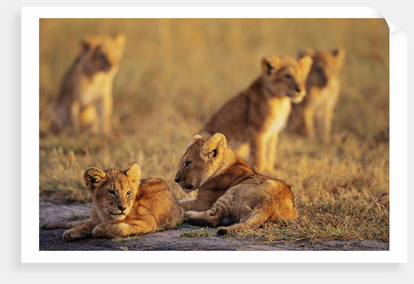 Lion Cubs Resting by Anonymous