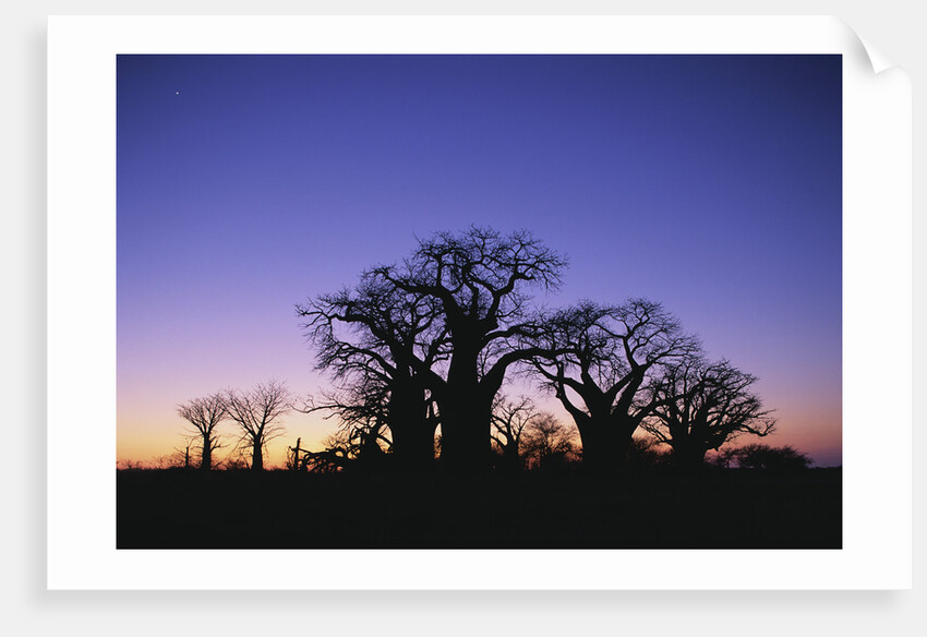 Baines Boabab Tree Silhouettes by Anonymous