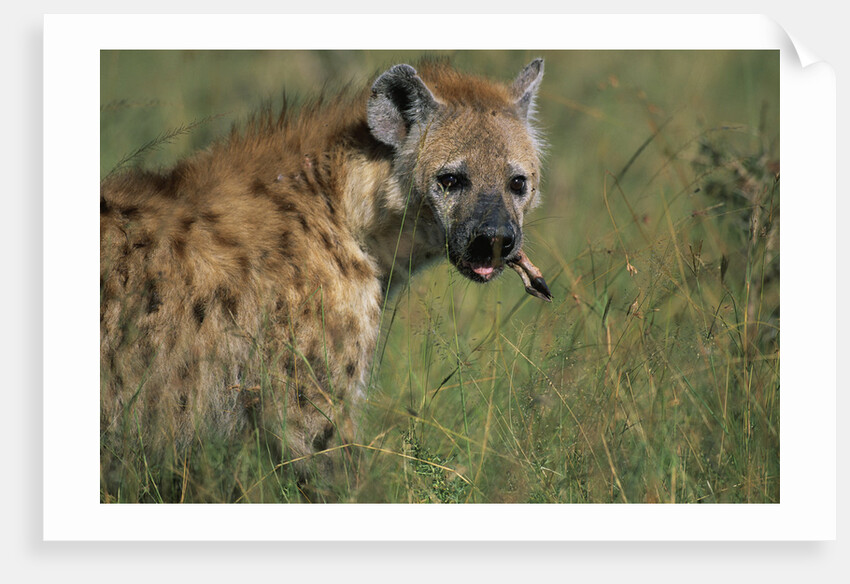 Spotted Hyena Feeding on Thomson's Gazelle by Anonymous