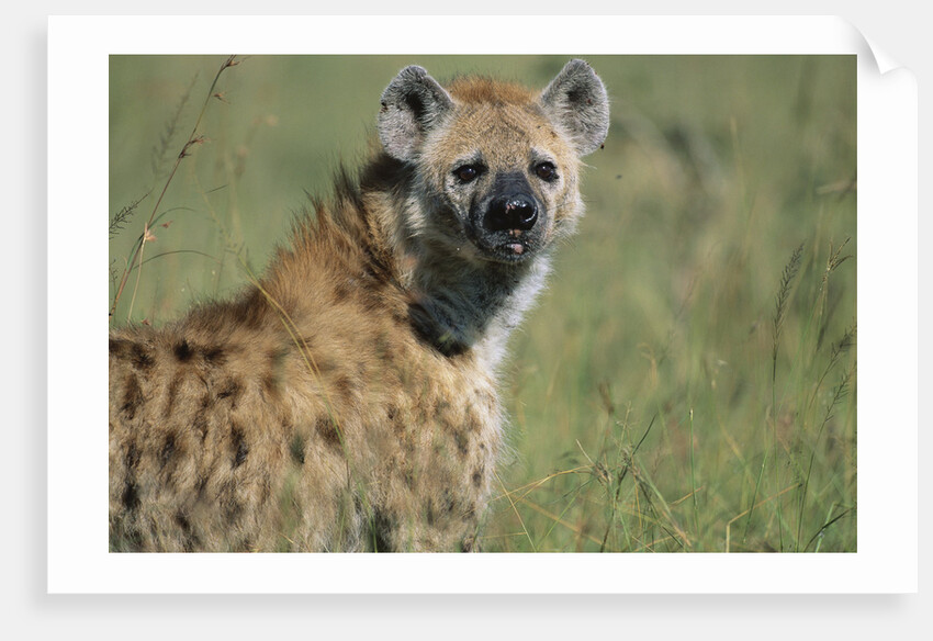 Spotted Hyena Standing in Grass by Anonymous