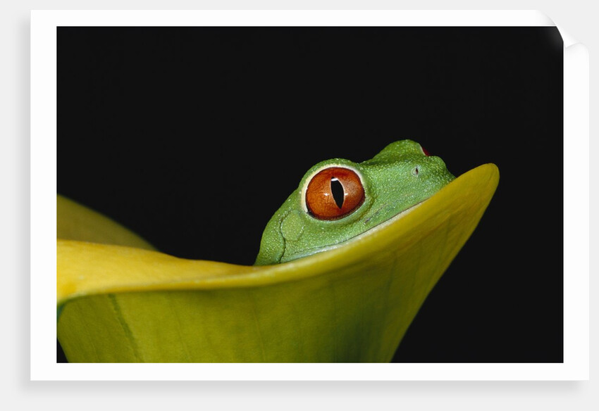 Red-Eyed Tree Frog by Anonymous