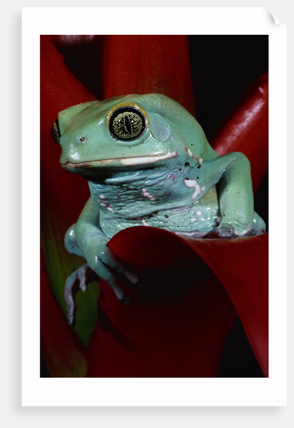 Monkey Tree Frog by Anonymous
