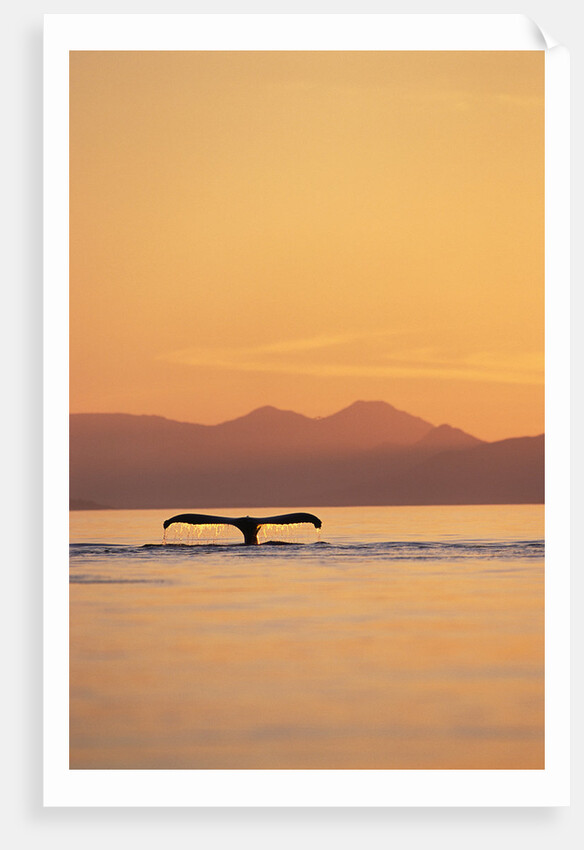 Humpback Whale Surfacing at Sunset by Anonymous