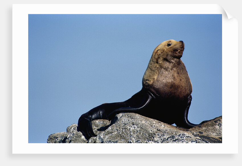 Resting Sea Lion Bull by Anonymous