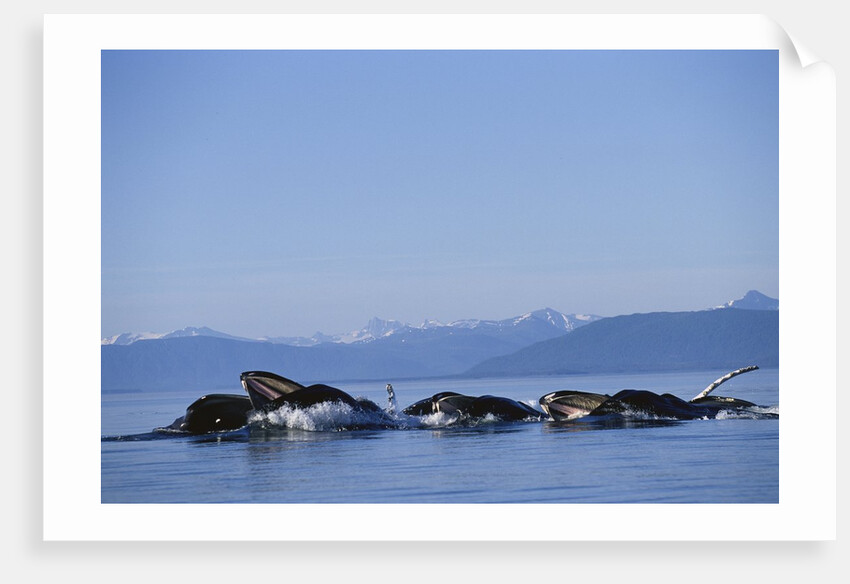 Humpback Whales Feeding in Frederick Sound by Anonymous