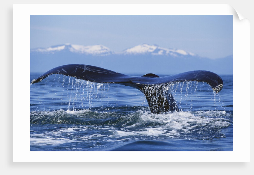 Tail of Surfacing Humpback Whale by Anonymous