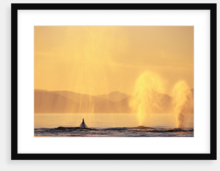 Surfacing Humpback Whales in Frederick Sound by Anonymous