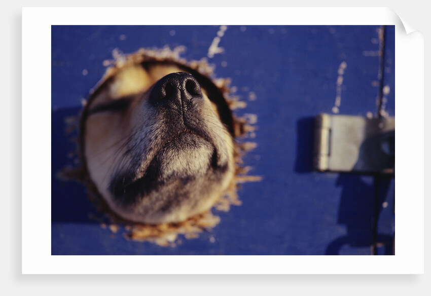 Sled Dog Sticking Head Through Hole by Anonymous