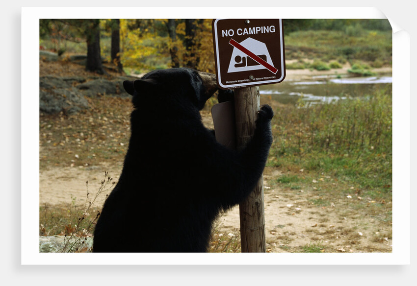 Black Bear Scratching Post by Anonymous