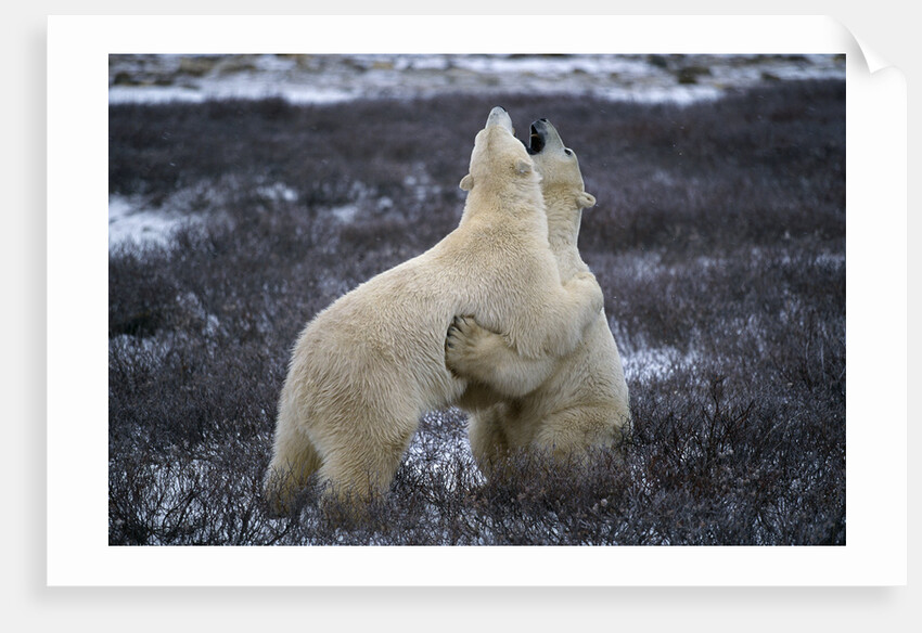 Polar Bears Playing by Anonymous