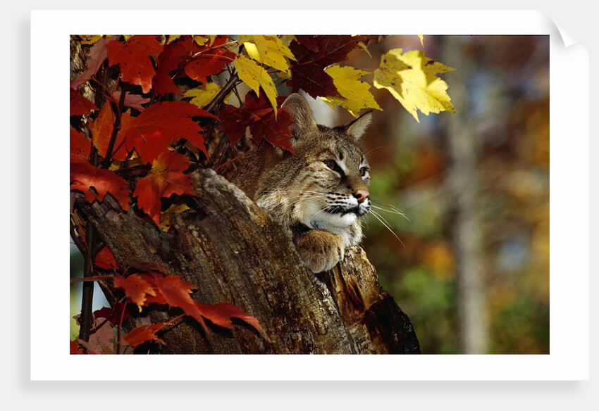 Bobcat Resting in a Tree by Anonymous